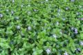 large periwinkle